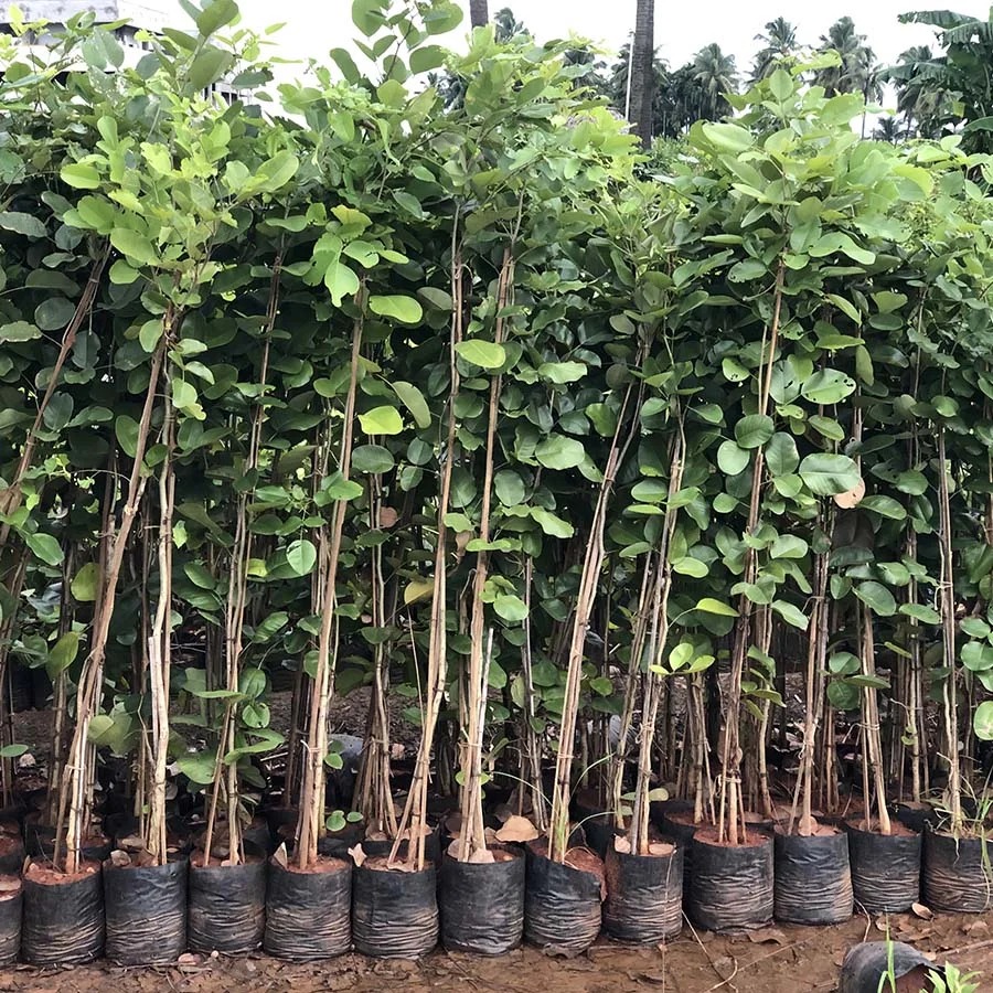 Vedhaa Lohitha Dharma